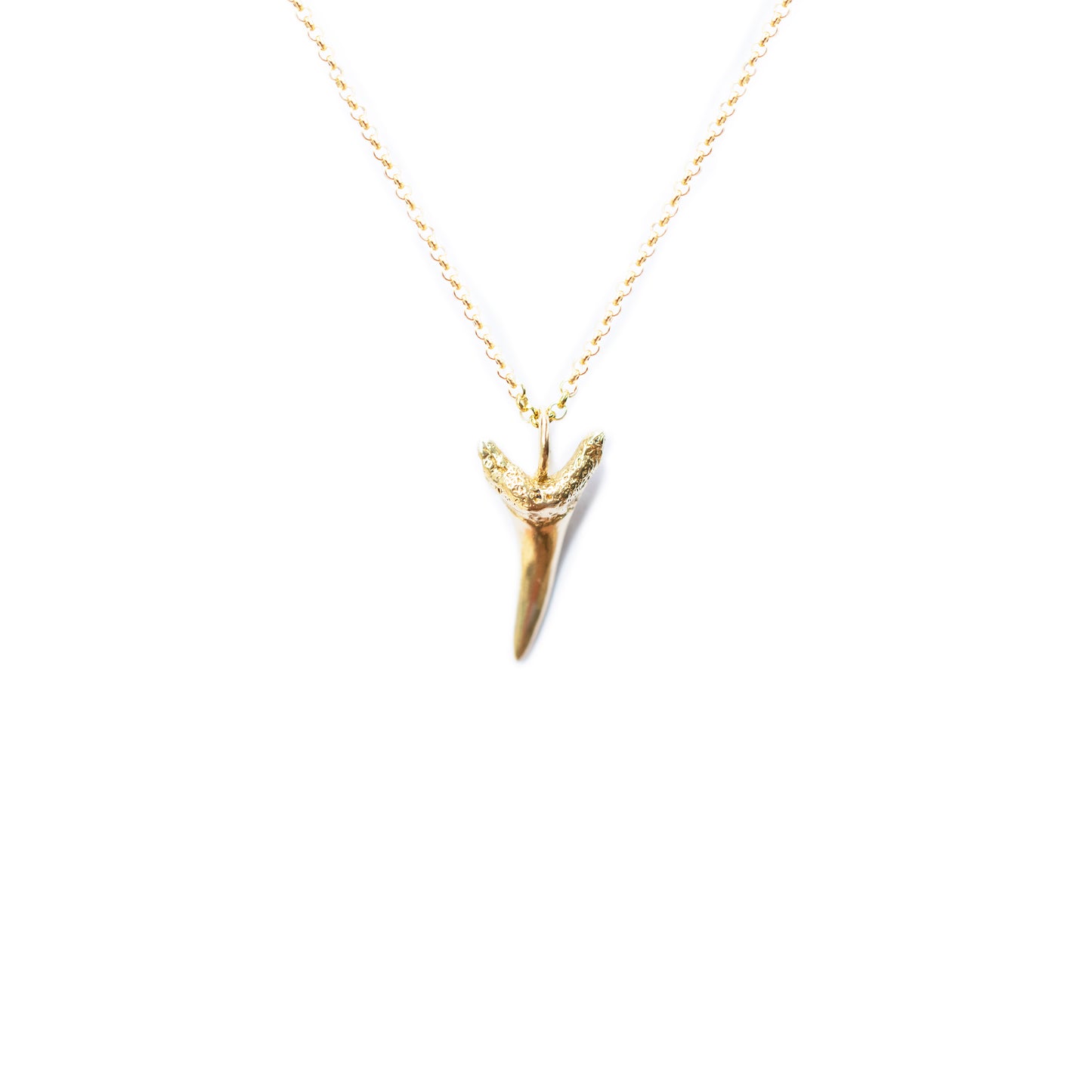 Sand Tiger Shark Tooth Necklace