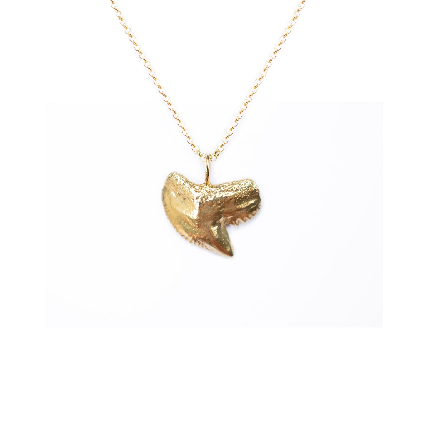 Tiger Shark Tooth Necklace