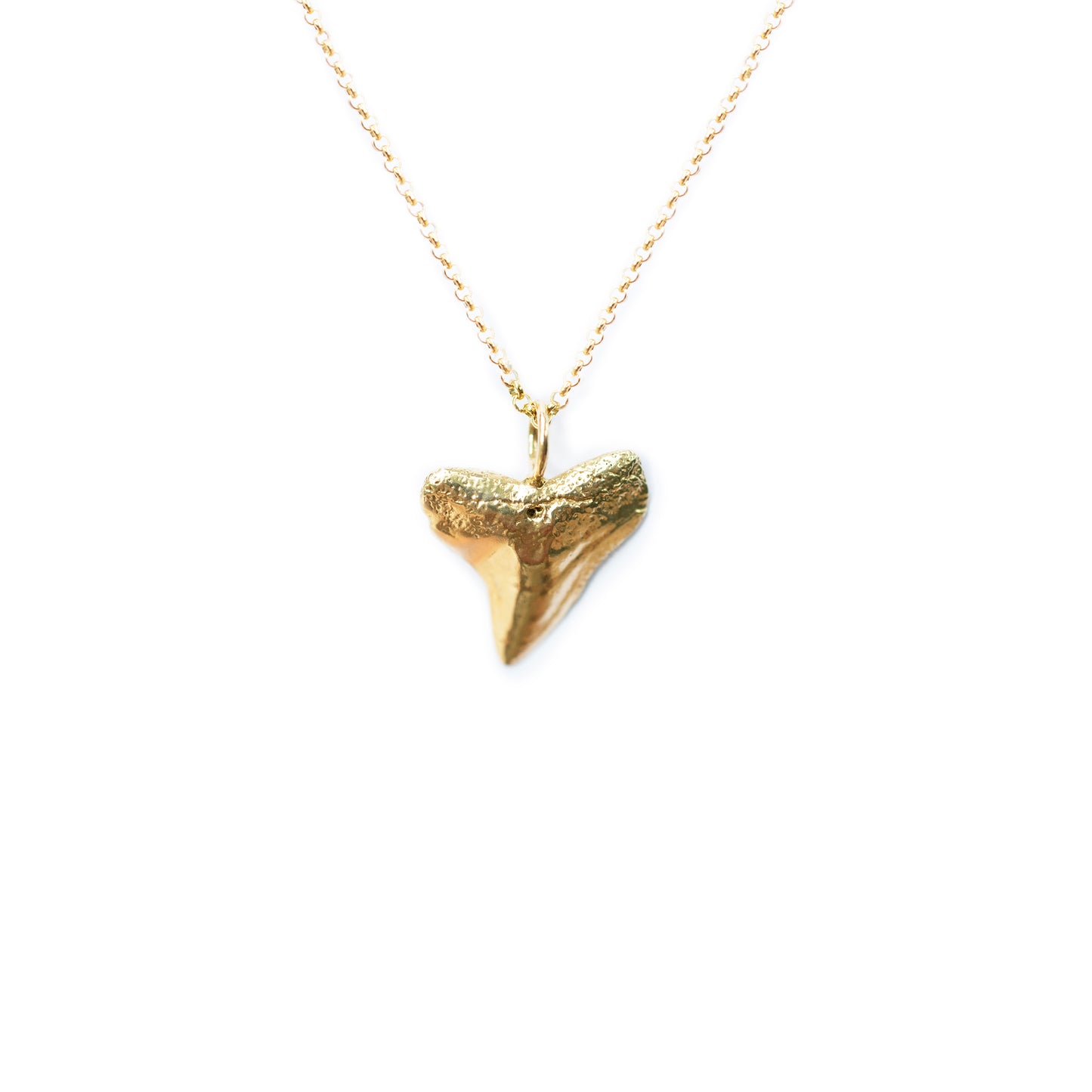 Bull Shark Slanted Tooth Necklace