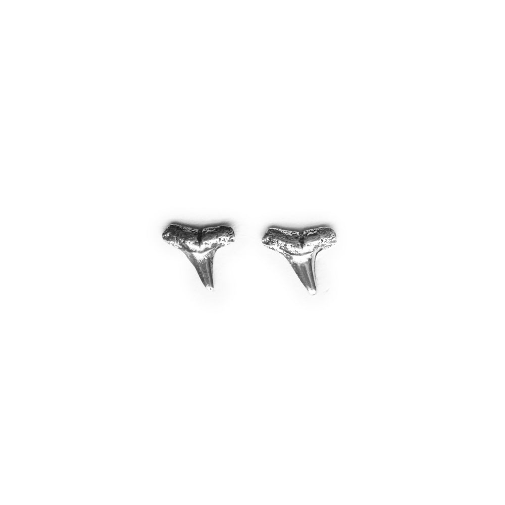 Lemon Shark Tooth Stud Earrings